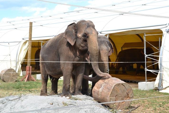 Tierverbot im Zirkus: Antrag des Landes Hessen ohne wissenschaftliche Substanz