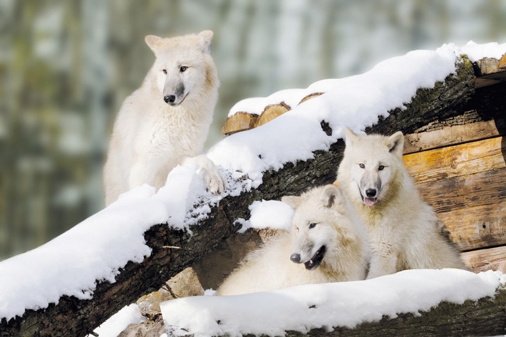 Weihnachtsferien im Wildparadies Tripsdrill