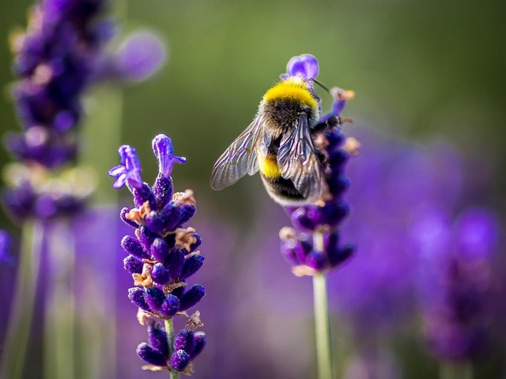 Am 20. Mai ist Weltbienentag - so locken Sie Schmetterlinge, Bienen und andere Nützlinge auf Ihren Balkon und in den Garten