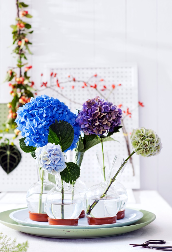 Kugelrunder Blütenspaß: kein Sommer ohne Hortensien / Harmonische Interieur-Gestaltung mit der Hortensie
