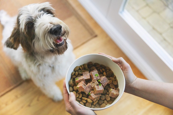 Willkommen im Familien-Rudel: So gelingt die Eingewöhnung von Hunden