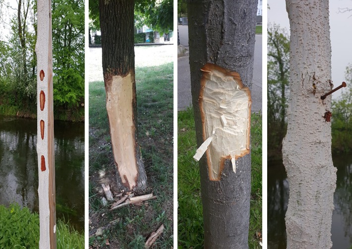 POL-OG: Offenburg - Bäume beschädigt, gibt es Zeugen?