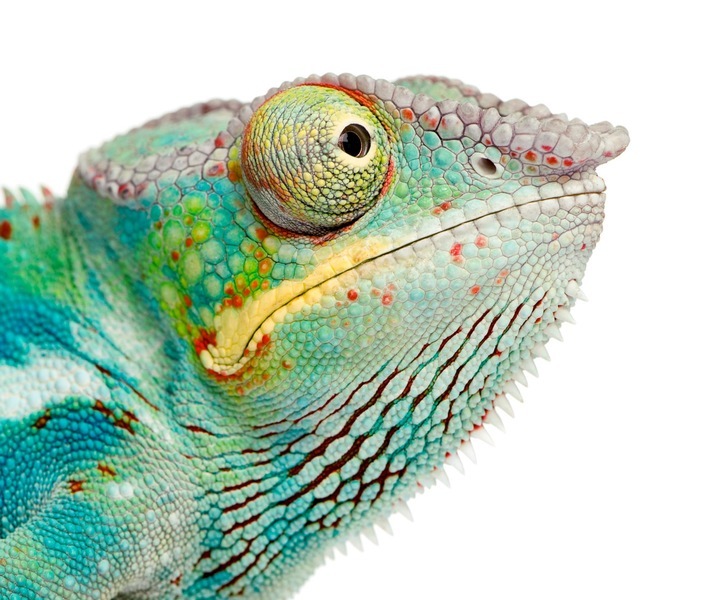 Onlineplattform anbosaGig vereinfacht die Personalakquise und -auswahl in der Alten- und Krankenpflege / Onlineplattform anbosaGig vereinfacht "Personalvermittlung Pflege" (Foto "Junge Pantherchamäleon Furcifer Pardalis-Ankify": © GlobalP - Stock-Fotografie-ID:93214411) / Weiterer Text über ots und www.presseportal.de/nr/141877 / Die Verwendung dieses Bildes ist für redaktionelle Zwecke honorarfrei. Veröffentlichung bitte unter Quellenangabe: "obs/anbosa Personaldienstleistungen GmbH/GlobalP"