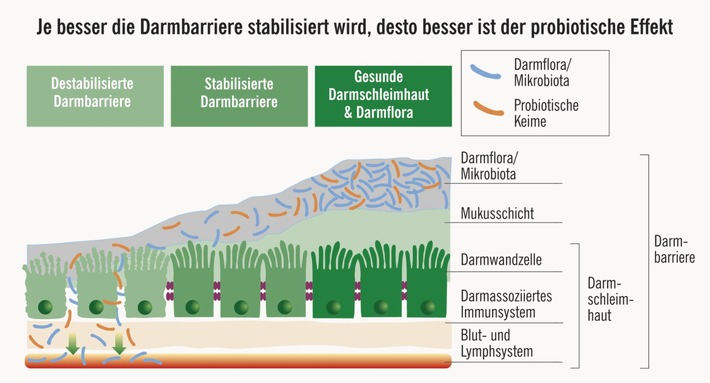 Neues Beschwerdebild im Fokus: "PROBIOTIKA-SYNDROM" / "Welches Probiotikum ist das richtige? Die Auswahl sollte in Absprache mit dem Arzt erfolgen!"