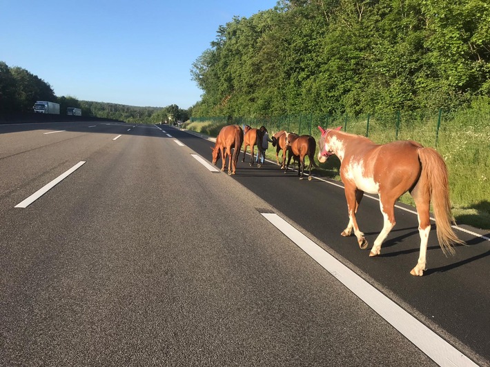 POL-KS: Ausgebüxte Pferde auf der Autobahn unterwegs: Vierbeiner von couragierter Frau &quot;abgeführt&quot;