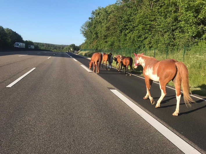 POL-KS: Ausgebüxte Pferde auf der Autobahn unterwegs: Vierbeiner von couragierter Frau "abgeführt"