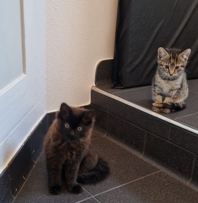POL-CE: Drei Katzenjungen aufgefunden