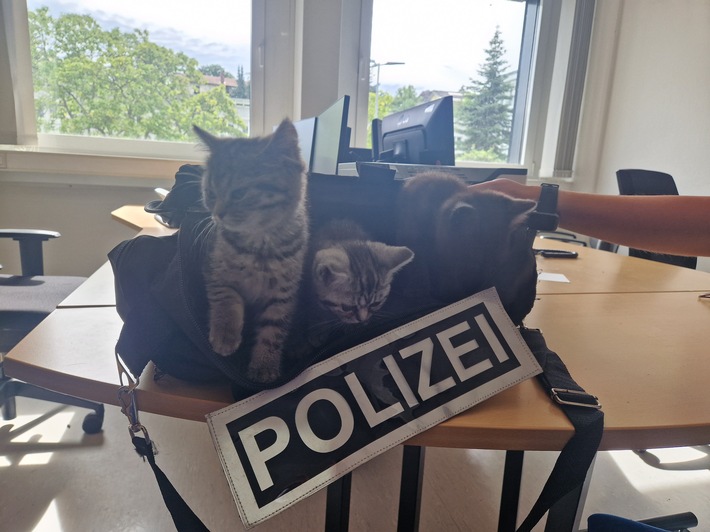 POL-PDKH: Ausgesetzte Katzenbabys in Stromberg