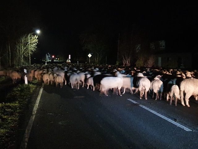POL-STD: Schafe in der Nacht ausgebrochen - Landesstraße blockiert, Einbrecher in Buxtehuder Cafe