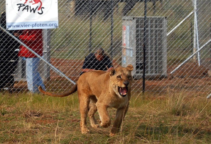 VIER PFOTEN bringt sieben europäische Löwen nach Südafrika