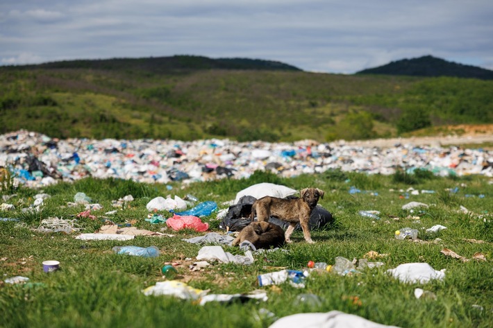 Au Kosovo, les chiens errants survivent au milieu des déchets