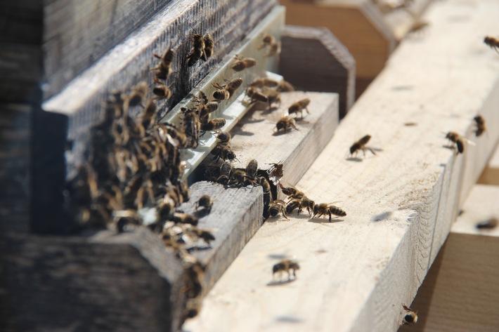 Es summt und brummt: Beste Lebensbedingungen für rund 150.000 Bienen auf dem Dach von LOTTO Bayern