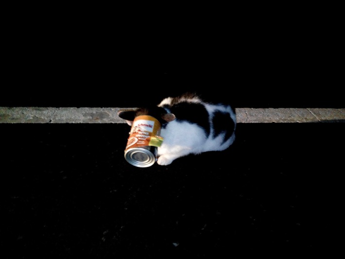 POL-NOM: Polizei rettet Katze auf Bundesstraße (Foto im Anhang)