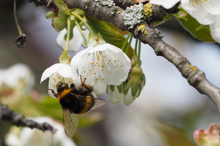 Bienen und andere Bestäuber in Europa stärken: Neue Empfehlungen für EU-Renaturierungspläne
