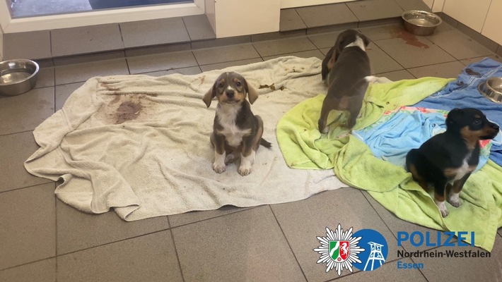 POL-E: Essen: Verdacht auf illegalen Welpenhandel - Polizisten bringen 10 Hundebabys ins Tierheim