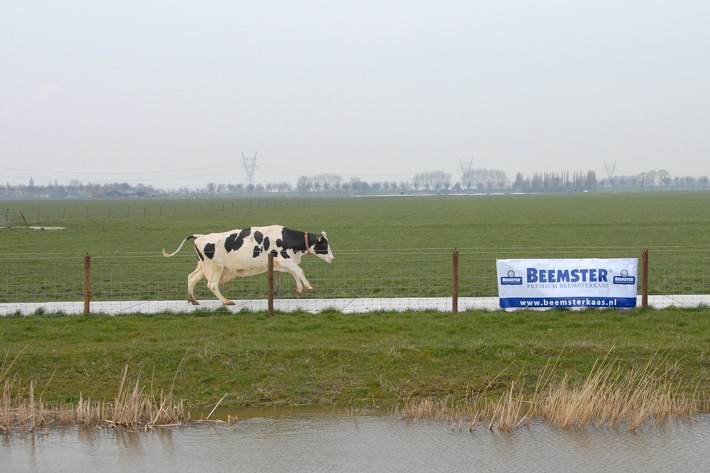 Nachhaltige Milcherzeugung nach "Caring Dairy": Beemster-Käsehersteller führt erstmalig nachhaltige Milchproduktion  in großem Stil ein