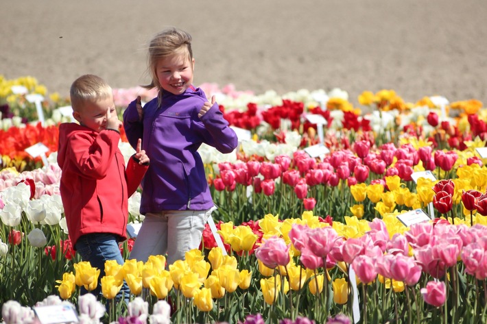 Pressebericht: Eine Blume auf Erfolgskurs: Start in die Tulpensaison 2019