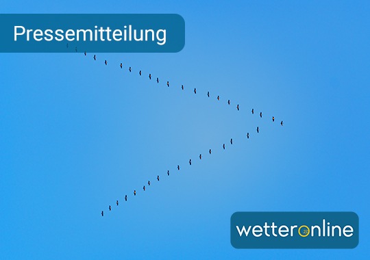 Vorfrühling löst Rückreisewelle aus - „Vögel des Glücks“ nutzen Wetter