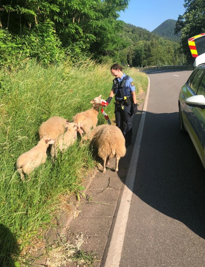 POL-PDLD: Burrweiler - Polizei fängt Schafe ein