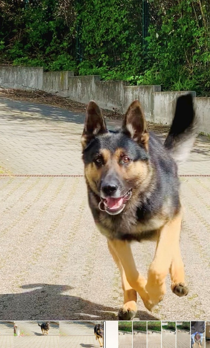 ZOLL-E: Zollhund "Django" hebt illegale Produktionsstätte für gefälschten Wasserpfeifentabak aus-rund 700 kg Shisha-Tabak, Herstellungsmaschinen, zahlreiche Vormaterialien und fast 3.000 Euro sichergestellt