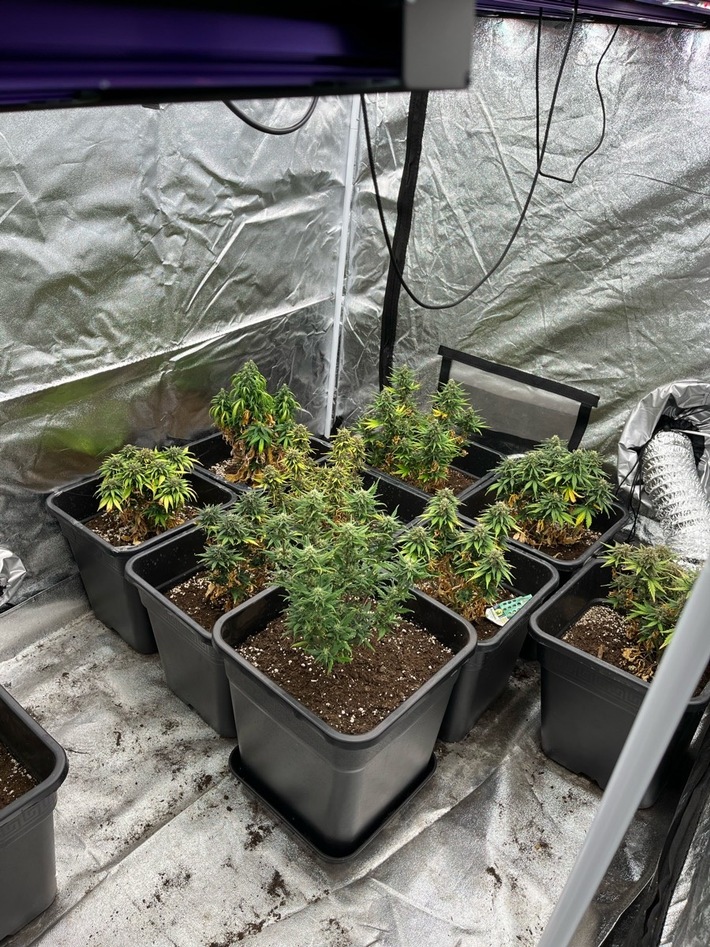 POL-HA: Hausmeister findet Cannabisplantage auf Dachboden