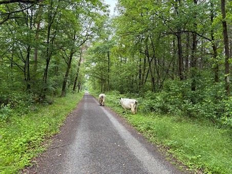 POL-MA: Heidelberg: tierische Vatertagswanderung mit Polizeibegleitung