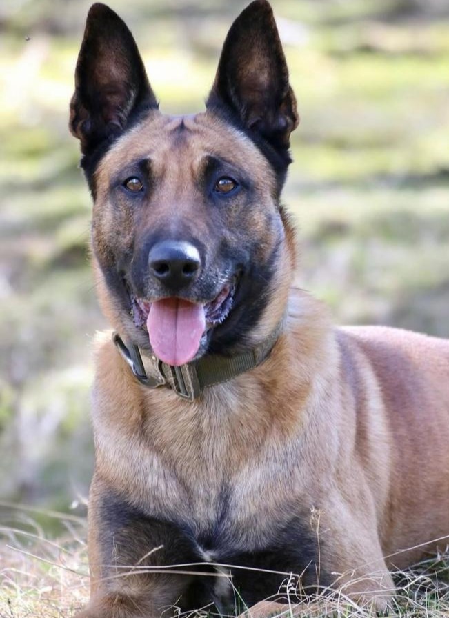 POL-DU: Röttgersbach/Friemersheim: Rauschgiftspürhund im Einsatz - Drogendealer festgenommen