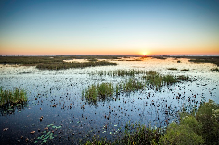 Louisiana präsentiert neuen Leitfaden für Vogelbeobachtungen / Pelican State bekommt eigene Birding-Website