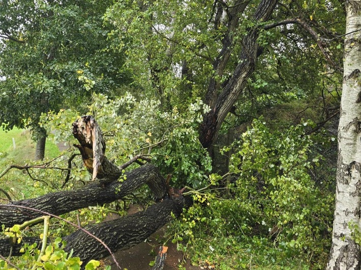 FW-AUR: Gefahrenstelle durch beschädigten Baum