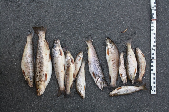 POL-HA: Fischwilderer im Volmetal