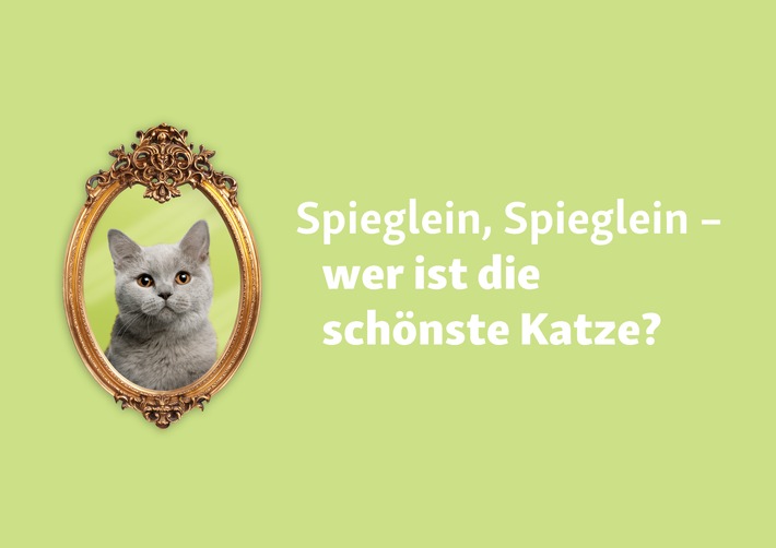 Fressnapf sucht zum Weltkatzentag die schönste Katze Deutschlands