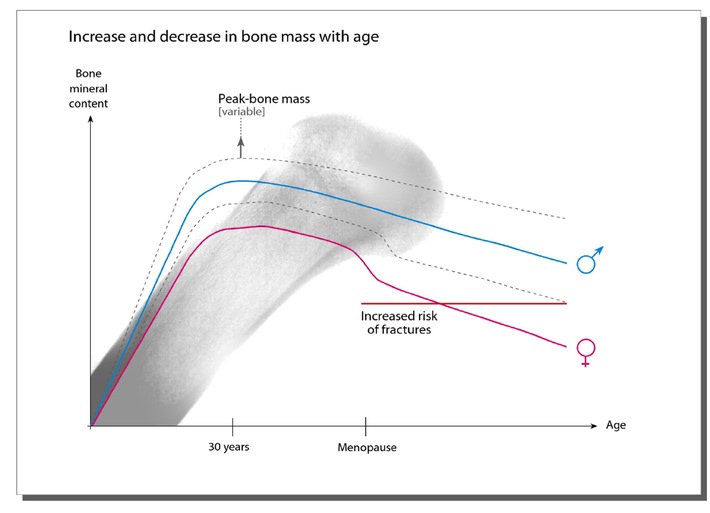 Protection from osteoporosis - Bone is living tissue