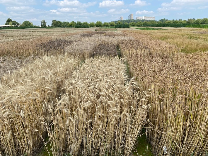 Mi 13. Juli: Feld- und Fachtag Urgetreide