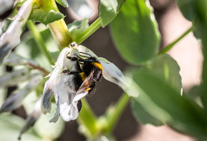 Wenn Pflanzen mit Bakterien kooperieren / Wie Hülsenfrüchte Boden und Ernährung stärken
