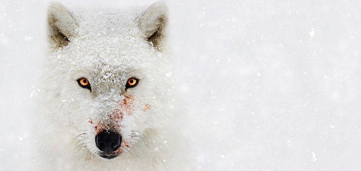 National Geographic beleuchtet mit "Feindselige Erde - Anpassen oder sterben" das Leben der widerstandsfähigsten Tierarten auf diesem Planeten