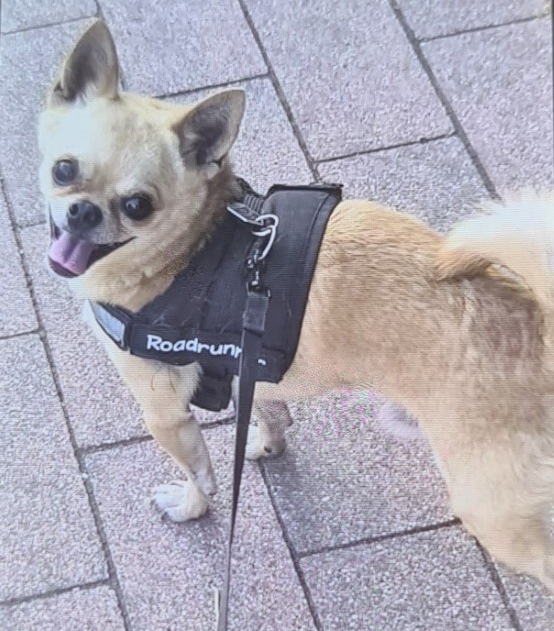 POL-HS: Hund entwendet / Zeugen gesucht