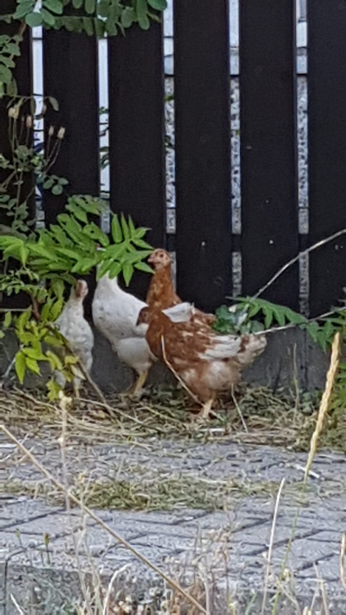 POL-PDNW: Neustadt: Ausgebüxte Hühner in der Stadt