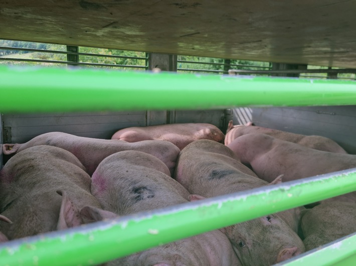 POL-NI: Überhitzte Schweine auf Transporter
