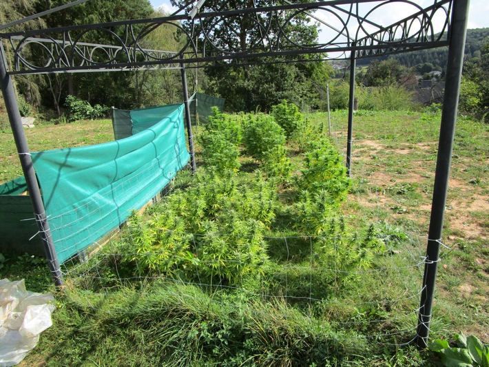 POL-PPWP: Cannabis im Garten angebaut