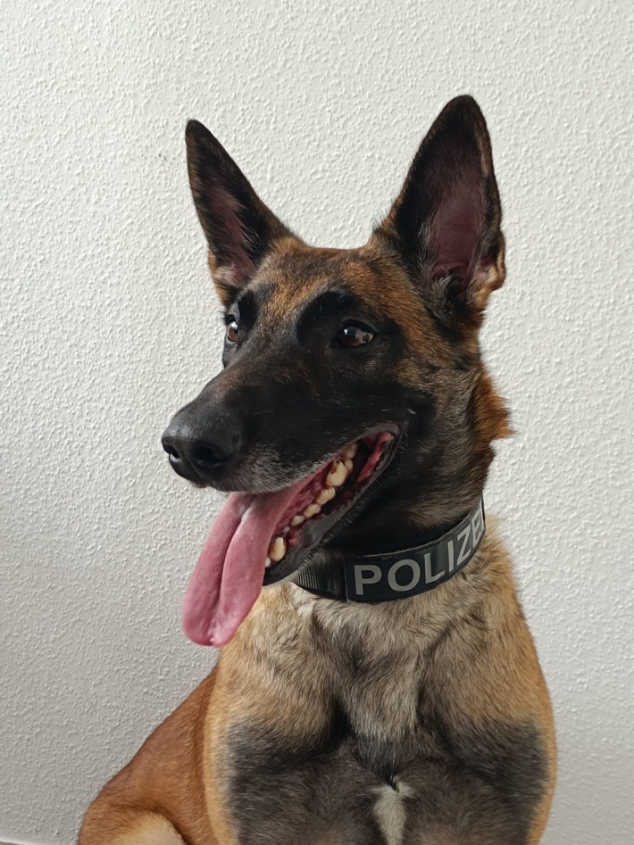 POL-ME: Diensthund "Ira" stellt Einbrecher - Erkrath - 2409106