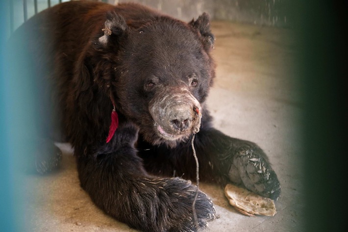 Pakistan: QUATRE PATTES sauve deux ours de combat maltraités au Pendjab
