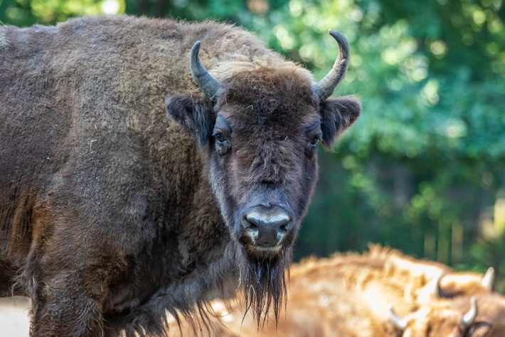 Wisent_Tierpark Berlin (2).jpg