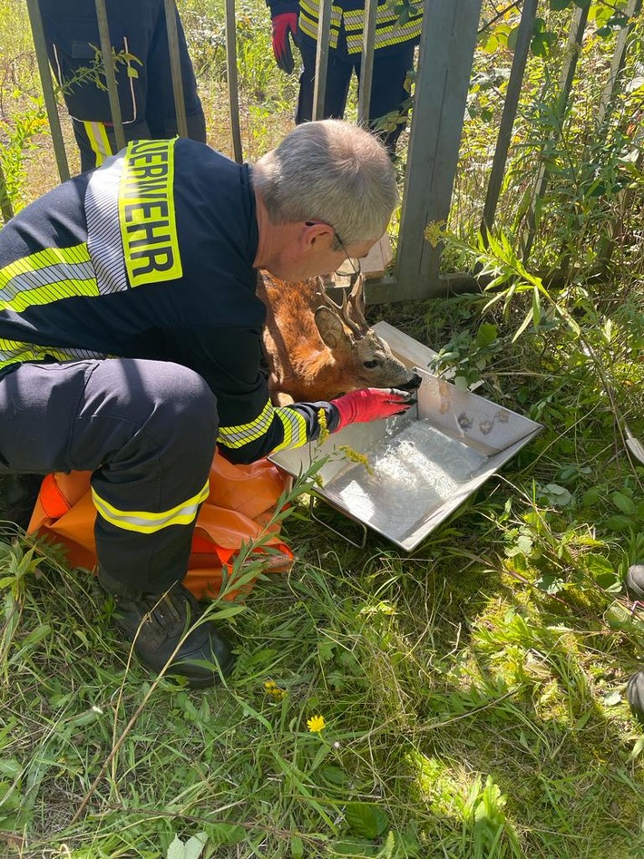 FW Celle: Reh in Groß Hehlen gerettet!