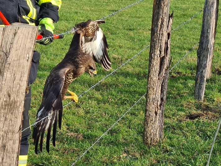 FW-EN: Feuerwehr befreit Greifvogel aus Stacheldraht