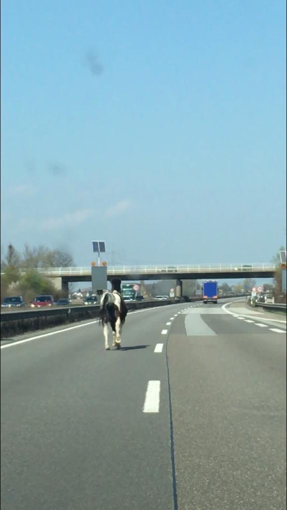 POL-PDNW: Lambsheim- Mit einer Pferdestärke auf der Autobahn unterwegs