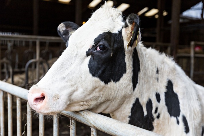 Milchkuhhaltung quo vadis? Fünf Tierschutzorganisationen stellen Forderungen