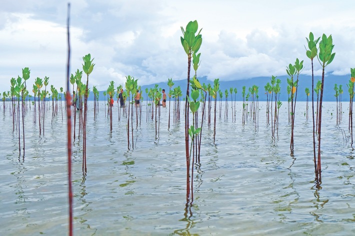 Greta&#039;s Skipper in Vendee Race For Mama Earth Mangroves