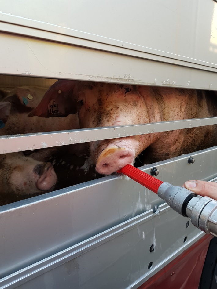 POL-DO: Polizei stoppt Tiertransport - mindestens drei Tiere verendet