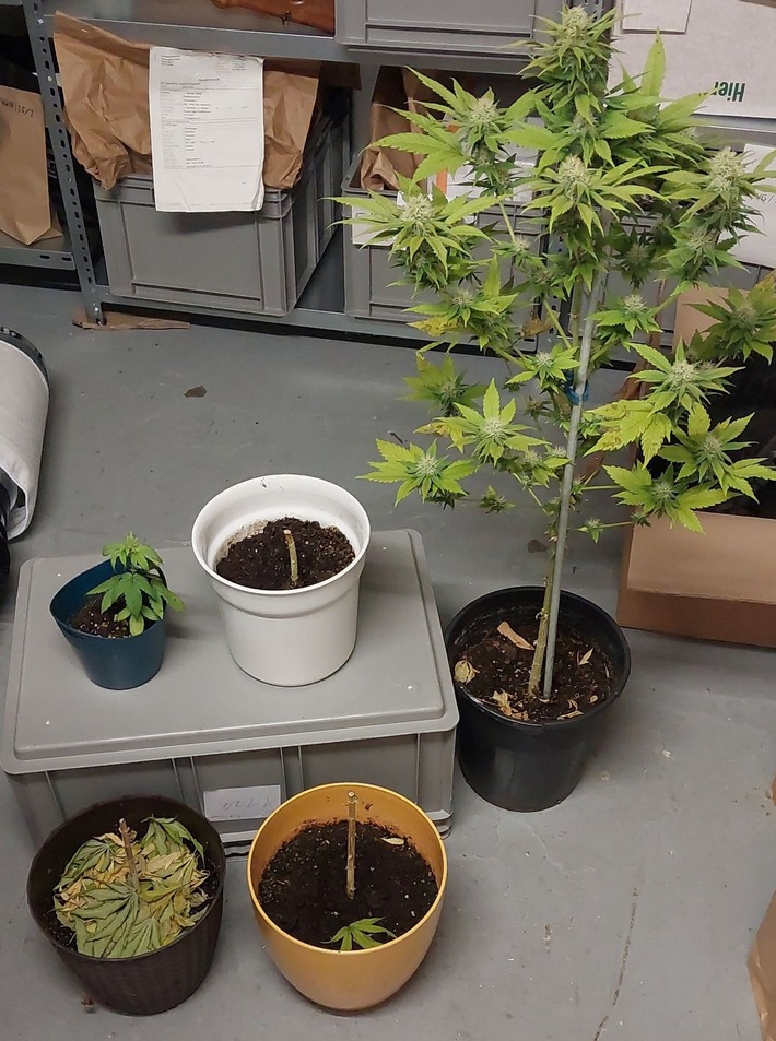 POL-KI: 251010.2 Kiel / Kreis Plön: Polizei findet Hanfplantage