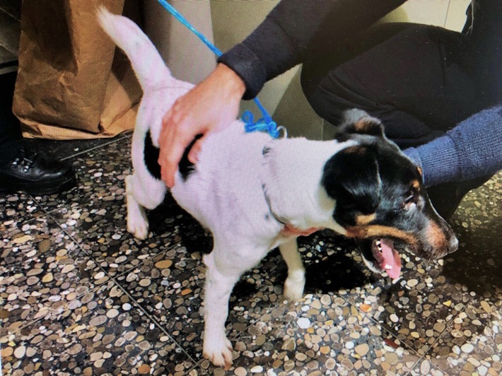 POL-PDKH: Ausgesetzter Hund in Bad Kreuznach gefunden